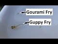 Raising and Feeding Tiny Gourami Fry