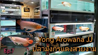 Yong Arowana​ JJ​ (ปลามังกรแดงสวยๆ)​🐟Ep.7