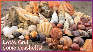 Finding Seashells after Heavy Winds and Rain | Shelling in the Mangroves