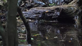 山中湖 大洞の泉のクロツグミ（雄）の水浴び　その４４（4K60P動画）