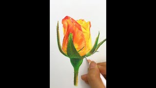 【彩鉛教學】彩鉛超詳細講解 玫瑰的畫法丨color pencil drawing