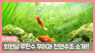 [ 아쿠아윌 AQUAWILL ] 회원님 무환수 무여과 수조 소개영상! 천연수조 ‘삼각지’ 무환수 무여과470일 기록!!