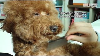 강아지가 당신을 정말 믿는다면 가능한 놀라운 일 ㅣMarvelous Thing Happened With Trust Between Dogs And Owner