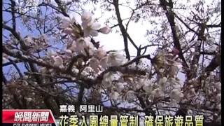 20130228-公視晚間新聞-阿里山櫻花季3／15起跑 遊客提早賞花