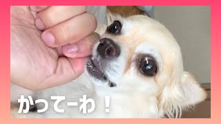 【可愛い】🐶硬いオヤツの食べ方・音のクセが強い愛犬チワワが可愛いwww   #shorts #dog #Chihuahua【チワワのメロとミルク】【mero\u0026milk】【tiktok】