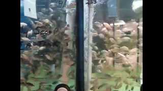 1200 Sixty Day Old Tilapia Fingerlings For Pond Stocking Next Year