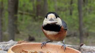 Peak Fresh Green: Great Tit & Varied Tit in the Vibrant Spring Forest (4K)