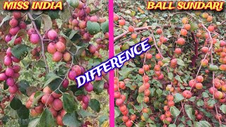 Difference Between Miss India \u0026 Ball Sundari/ Apple Ber Ki Kheti/ Thai Apple Ber Plant Nursery