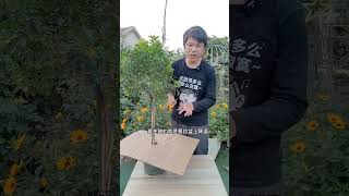 951 花卉夏季高温容易黄叶僵苗，教你一个小技巧，花卉度夏很简单 #养花小知识 #花卉绿植 #园艺