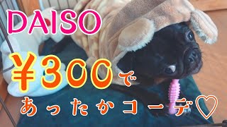 【パグ、pug】DAISOでパグに似合うかわいい服を発見しました。I found cute clothes that look good on pugs at DAISO