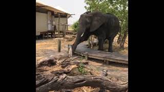 Young bull elephant politely stepping over a walkway at a nature preserve 😊#shorts