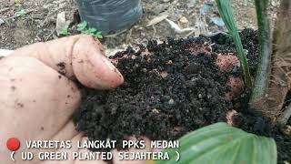 🔴 BIBIT SAWIT PPKS MEDAN VARIETAS LANGKAT PELEPAH PENDEK