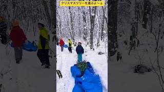 【3分間耐久動画】①採取したクリスマスツリー用に使うトドマツの木を運ぶぞ〜🎄突哨山カタクリ広場🌳北海道旭川市✨#shorts #トレーシー #スティーブ #旭川市 #雪景色 #クリスマスツリー