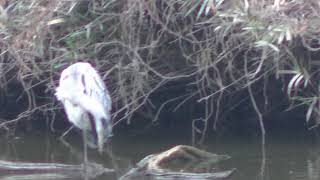 【水元公園の野鳥】アオサギ体をグルーミング