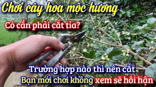 Cây mộc hương có phải cắt tỉa không trường hợp nào phải cắt tỉa