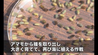 【千葉県】館山に海の森アマモ場を取り戻せ | ソーシャルイノベーションニュース