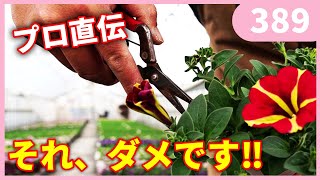 【プロが実践】もう失敗しないピンチ・摘芯のやり方 by 園芸チャンネル 389 園芸 ガーデニング 初心者