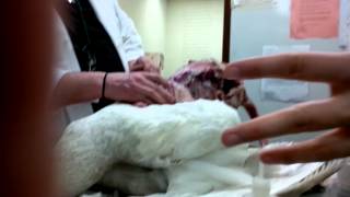 Swan dissection at Members' Night at the Field Museum (video by Jack)