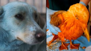 Why These Animals Turned Unusual Colors