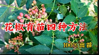 只有1%的人知道的花椒育苗的4種方法❗️成功率100%#花椒育苗#懶人蔬菜#華人生活