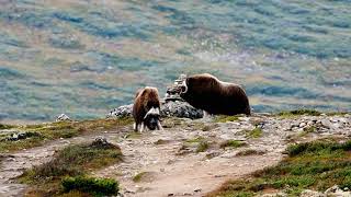 Muskoxen in a National Park in Norway