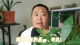 民间故事：贪财抠门父亲占便宜，遇到骗子误了女儿婚事，毁了幸福