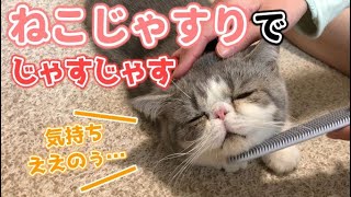 噂のねこじゃすりを子猫に使ってた結果…【エキゾチックショートヘア】