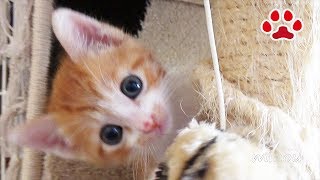 猫パンチの練習をする子猫まや【瀬戸のまや日記】Cute kitten Maya's cat punch practice.