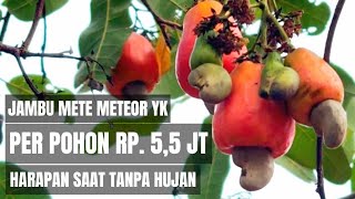 Jambu Mete Meteor YK, 1 Pohon dapat Rp.5,5 juta