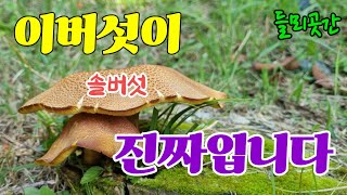 🍄🍄 진짜가 나타났다~!! 이버섯이 진짜 솔버섯 입니다🍄🍄