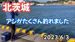 北茨城　アジがたくさん釣れました　2023/6/3