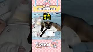 我们小暹罗就是绝世好猫！ #猫咪 #萌宠 #小猫咪能有什么坏心眼 #宝宝 #暹罗猫