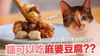 貓咪可以吃麻婆豆腐？本丸的終極干擾戰術！【貓副食食譜】好味貓鮮食廚房EP163