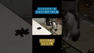 ハンドスピナー触るのにめっちゃ時間かかる猫　#猫のいる暮らし #やってみた #cats