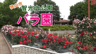 智光山公園 探鳥散歩の予定がバラ園を堪能 2021.05