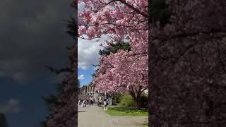 University of Washington Seattle Cherry Blossom 2021