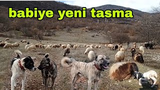 KÖPEĞİM BABİYE YENİ TASMA KUZU KUZU DOGURDU