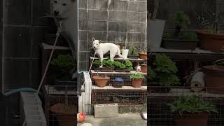 どないして登ったん？#抱っこして下ろす#雪甲斐犬 #甲斐犬 #子犬