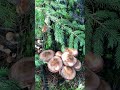 Biggest Living Creature in the World | Fungus