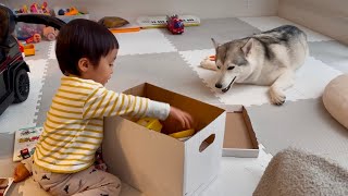 パズルに挑戦する弟と骨に夢中の兄ハスキー A little brother tries to solve a puzzle and his Husky is fascinated by a bone.