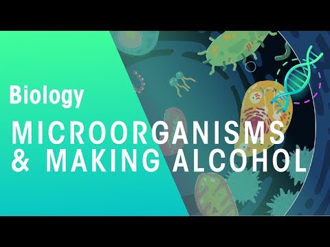 What is the role of microbes in making alcohol?