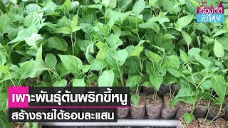 เพาะพันธุ์ต้นพริกขี้หนู อาชีพทำเงินแสน  | เรื่องดีดีทั่วไทย | 25-8-66