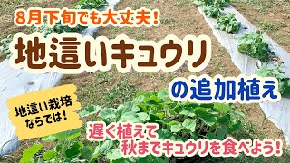 秋までキュウリを食べよう！【地這い栽培の追加植え】\u0026植えて３週間経った様子