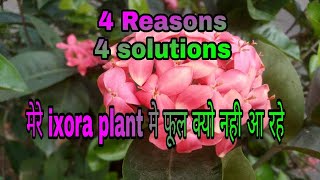 4 reasons_ why ixora plant not flowering/ tips to get more flowers ( Hindi Urdu)