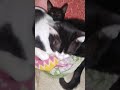 ମୋ ଇଚ୍ଛା ମୁଁ ଯାହା କରିବି 😻💕😍 odiafunnyshorts odiabestcomedy video cat catlover