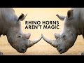 Rhinos are Unicorns, but their Horns aren’t Magic