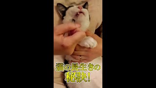 猫を長生きさせるに大事なこと！