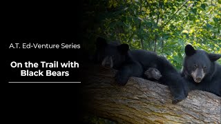 Ed-Venture: On the Trail with Black Bears