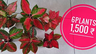 aglaonema combo plants available