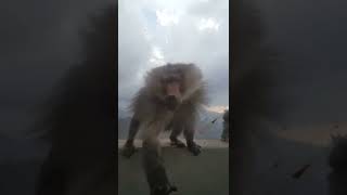 احذرو اللعب مع قرود البابون بالسعودية / Beware balloon monkeys in Saudi Arabia